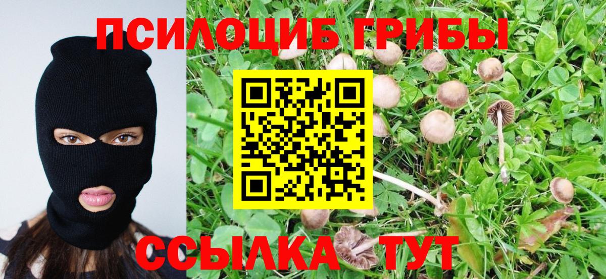 Самара  Псилоцибиновые грибы Cubensis  Вход с VPN  Псилоцибиновые грибы Psilocybe 
